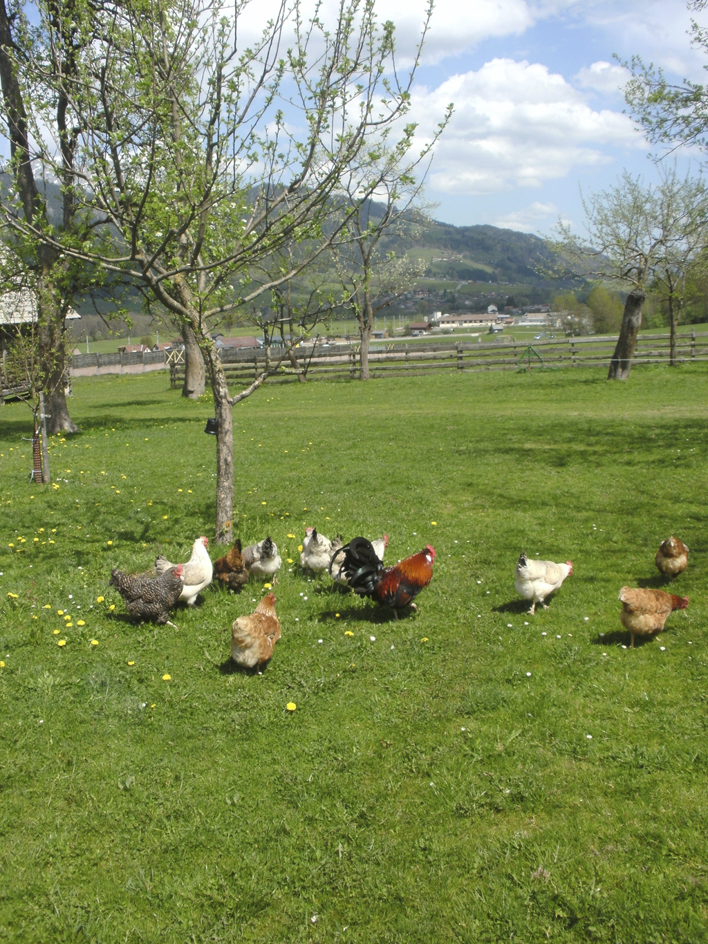 Hühner am Bröcklhof