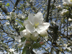 blühende Blumen hinterm Bröcklhof