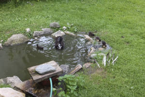 Enten am Bröcklhof