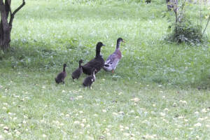 Enten am Bröcklhof