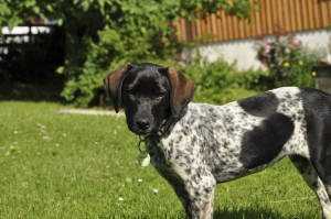 der Haushund wacht vor dem Bröcklhof