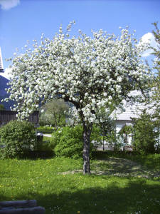 Sommer am Bröcklhof