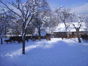 Winter am Bröcklhof