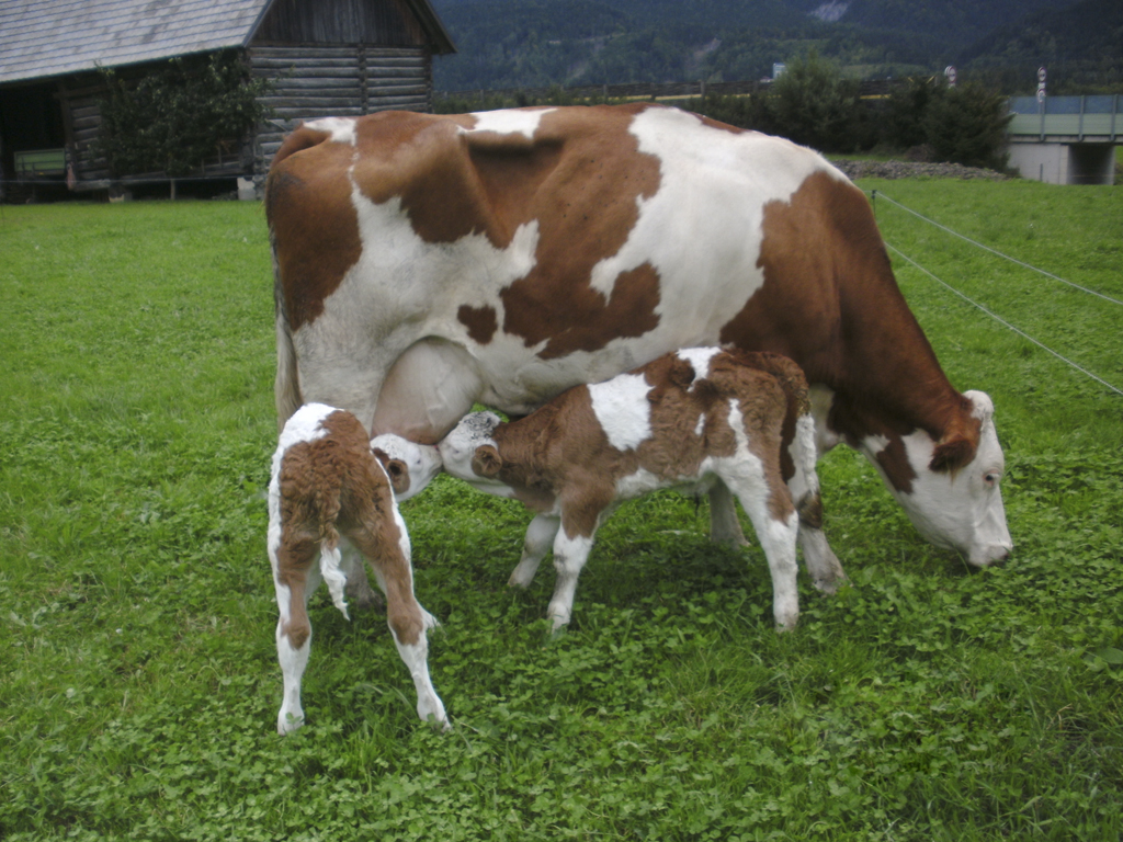 Tiere am Bauernhof