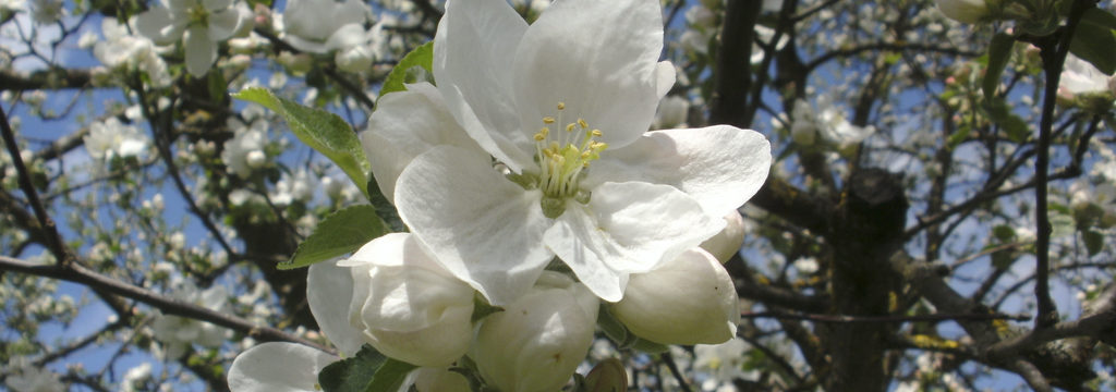 Kirschbaum am Bröcklhof